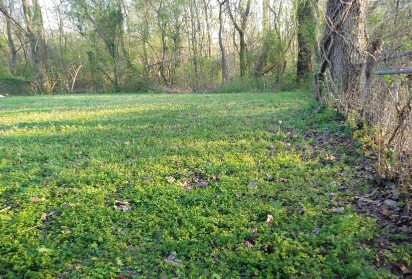View of grassy yard, fencing, some trees.