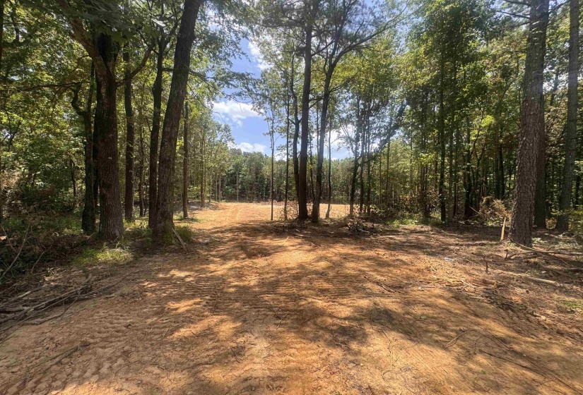 View of tree filled area
