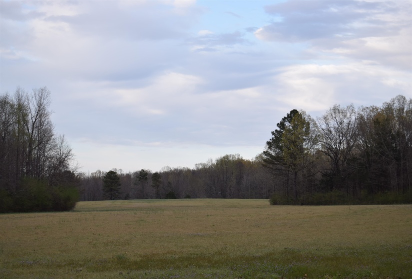 View of nature with a view of trees