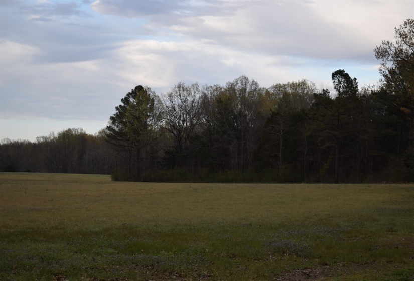 View of nature with a view of trees