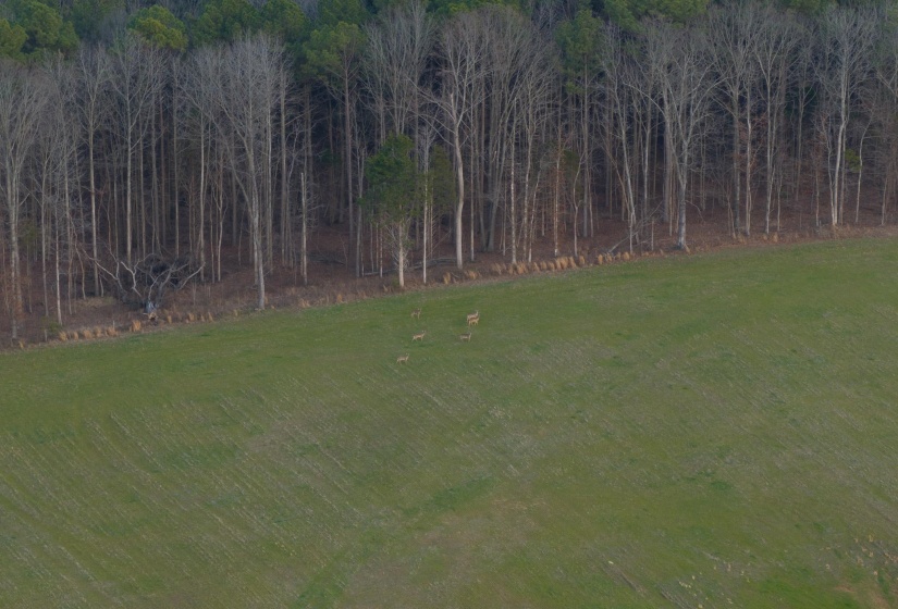 View of grassy yard featuring a wooded view
