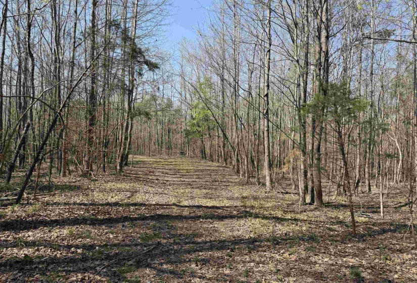 1042 BEAUTY RD, Bethel Springs, Tennessee 38315, ,Land,For Sale,BEAUTY,10218032