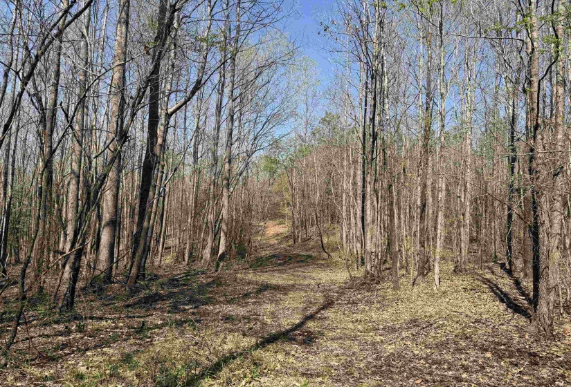 1042 BEAUTY RD, Bethel Springs, Tennessee 38315, ,Land,For Sale,BEAUTY,10218032