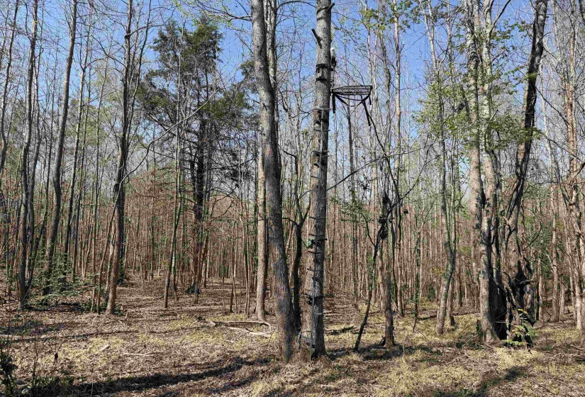 1042 BEAUTY RD, Bethel Springs, Tennessee 38315, ,Land,For Sale,BEAUTY,10218032