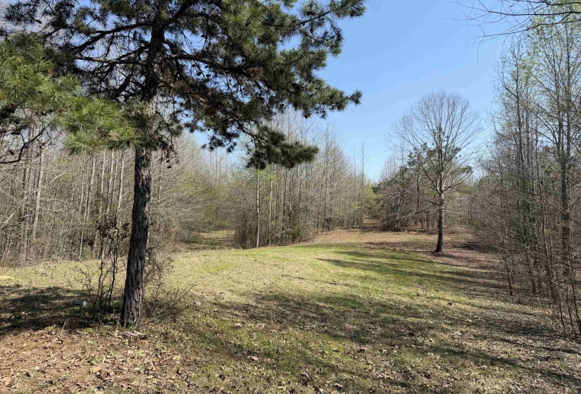 1042 BEAUTY RD, Bethel Springs, Tennessee 38315, ,Land,For Sale,BEAUTY,10218032