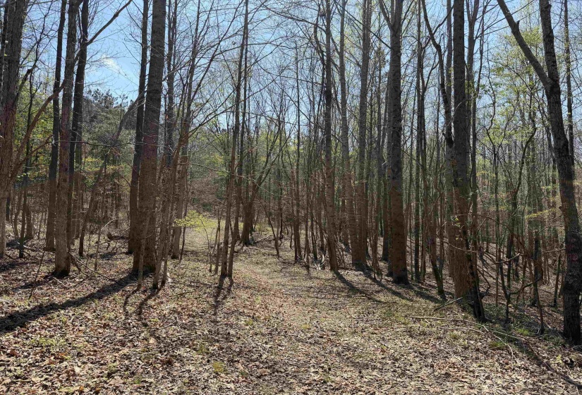 1042 BEAUTY RD, Bethel Springs, Tennessee 38315, ,Land,For Sale,BEAUTY,10218032