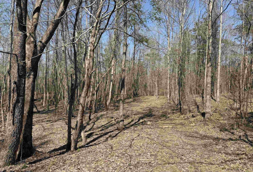 1042 BEAUTY RD, Bethel Springs, Tennessee 38315, ,Land,For Sale,BEAUTY,10218032