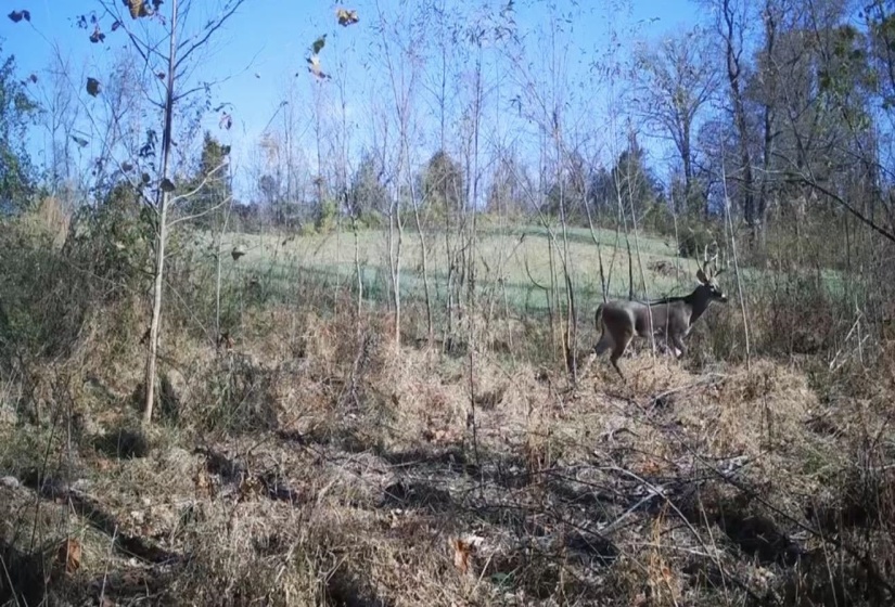 00 HUNTERS TRACE DR, Ripley, Tennessee 38063, ,Land,For Sale,HUNTERS TRACE,10218235