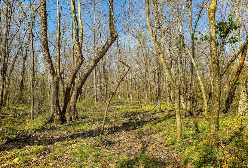 0 HAMMLETT RD, Beech Bluff, Tennessee 38313, 0 , 0 ,0,Land,For Sale,HAMMLETT,0,10218254