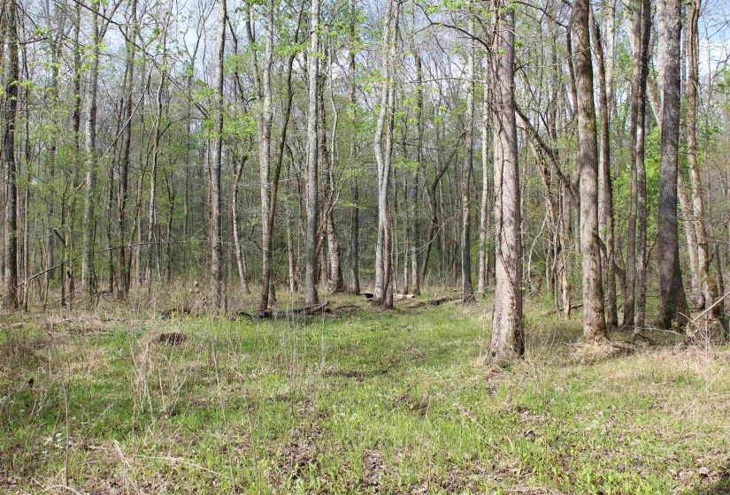 000 ESTANAULA RD, Brownsville, Tennessee 38012, ,Land,For Sale,ESTANAULA,10218565