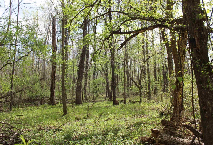 000 ESTANAULA RD, Brownsville, Tennessee 38012, ,Land,For Sale,ESTANAULA,10218565