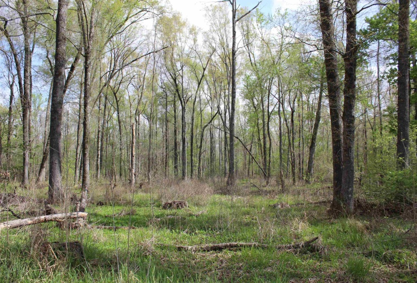 000 ESTANAULA RD, Brownsville, Tennessee 38012, ,Land,For Sale,ESTANAULA,10218565