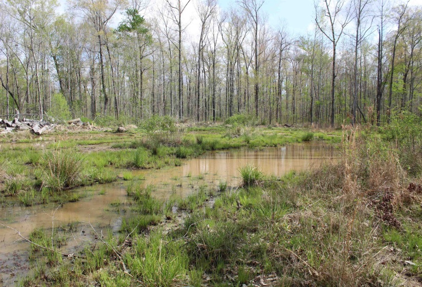 000 ESTANAULA RD, Brownsville, Tennessee 38012, ,Land,For Sale,ESTANAULA,10218565