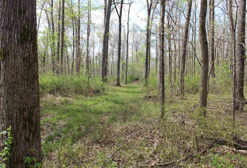 000 ESTANAULA RD, Brownsville, Tennessee 38012, ,Land,For Sale,ESTANAULA,10218565