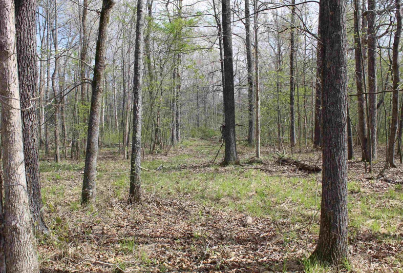 000 ESTANAULA RD, Brownsville, Tennessee 38012, ,Land,For Sale,ESTANAULA,10218565