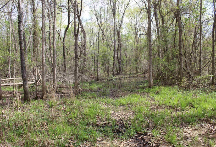000 ESTANAULA RD, Brownsville, Tennessee 38012, ,Land,For Sale,ESTANAULA,10218565