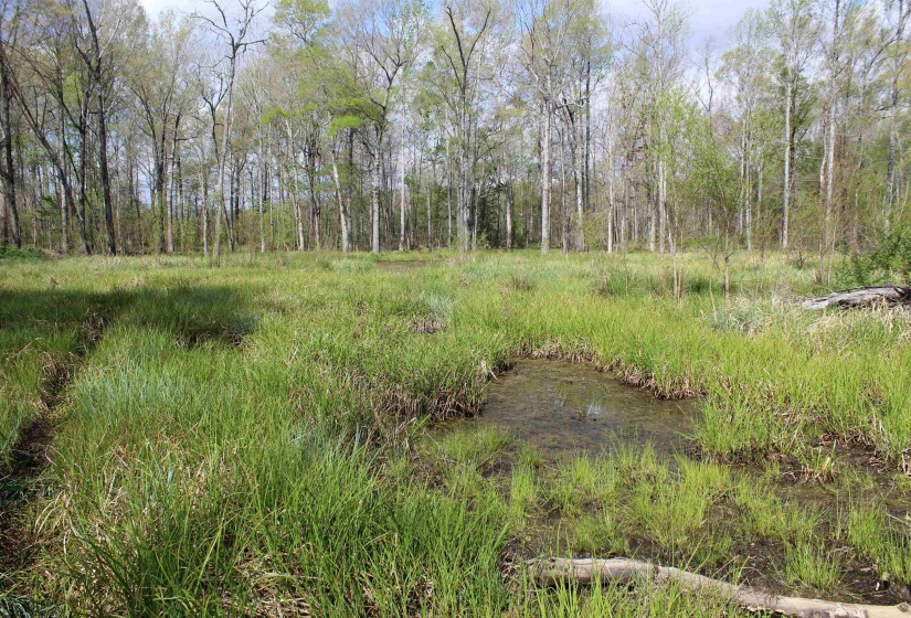 000 ESTANAULA RD, Brownsville, Tennessee 38012, ,Land,For Sale,ESTANAULA,10218565