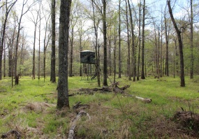 000 ESTANAULA RD, Brownsville, Tennessee 38012, ,Land,For Sale,ESTANAULA,10218565