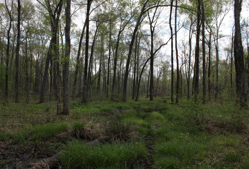 000 ESTANAULA RD, Brownsville, Tennessee 38012, ,Land,For Sale,ESTANAULA,10218565