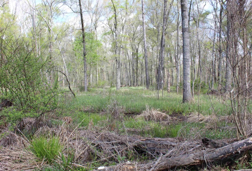 000 ESTANAULA RD, Brownsville, Tennessee 38012, ,Land,For Sale,ESTANAULA,10218565