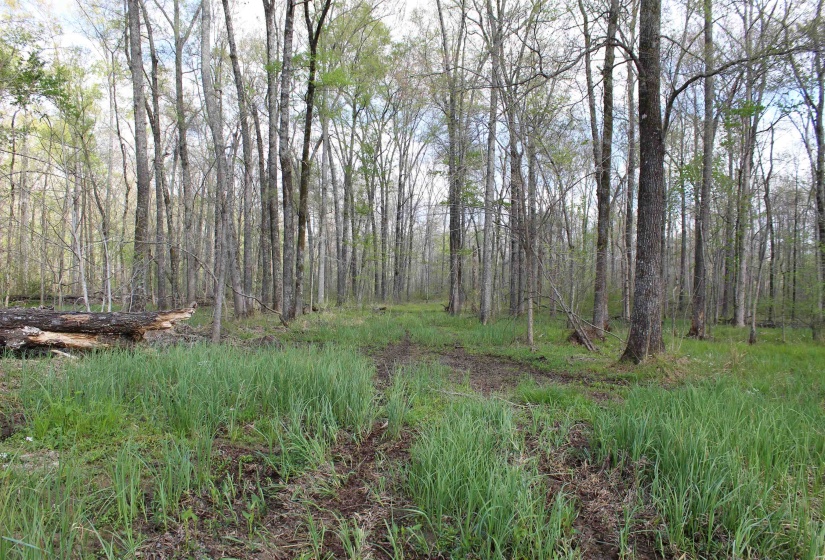 000 ESTANAULA RD, Brownsville, Tennessee 38012, ,Land,For Sale,ESTANAULA,10218565