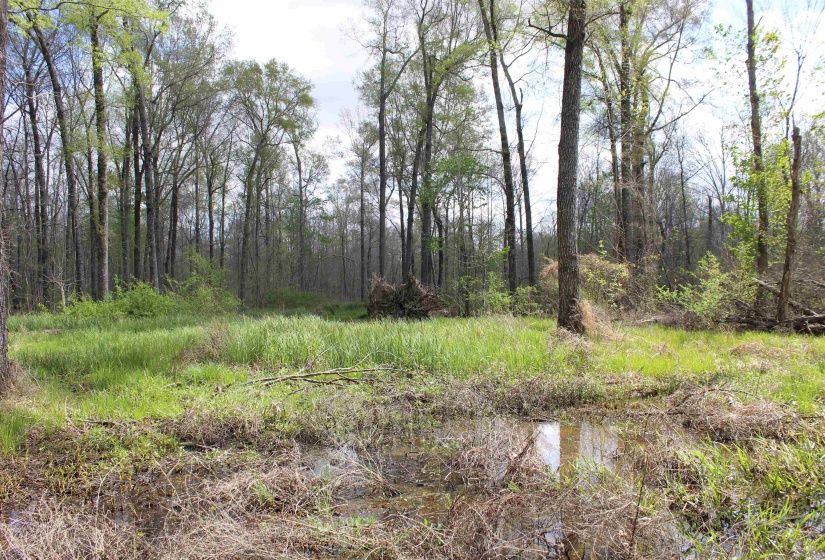 000 ESTANAULA RD, Brownsville, Tennessee 38012, ,Land,For Sale,ESTANAULA,10218565