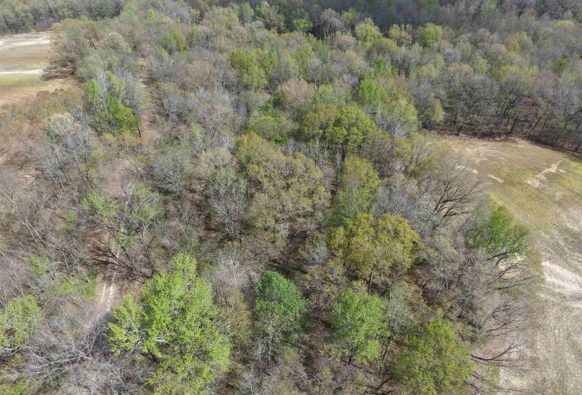 000 ESTANAULA RD, Brownsville, Tennessee 38012, ,Land,For Sale,ESTANAULA,10218565