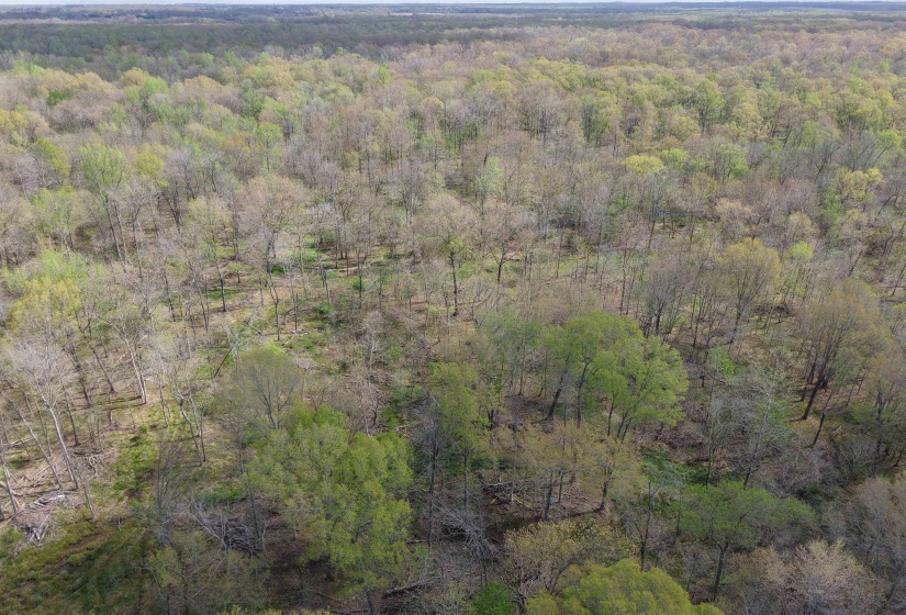 000 ESTANAULA RD, Brownsville, Tennessee 38012, ,Land,For Sale,ESTANAULA,10218565