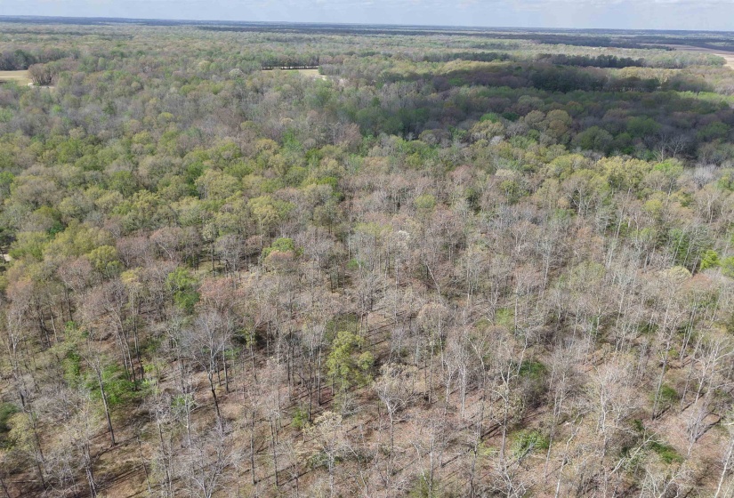 000 ESTANAULA RD, Brownsville, Tennessee 38012, ,Land,For Sale,ESTANAULA,10218565