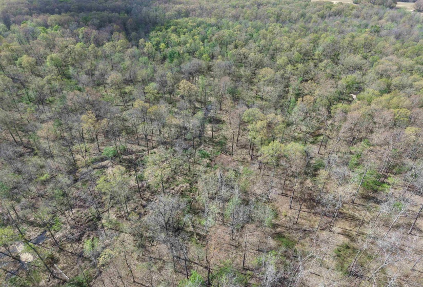 000 ESTANAULA RD, Brownsville, Tennessee 38012, ,Land,For Sale,ESTANAULA,10218565