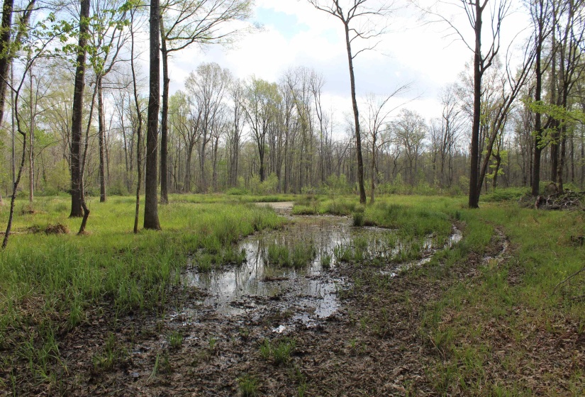 000 ESTANAULA RD, Brownsville, Tennessee 38012, ,Land,For Sale,ESTANAULA,10218565