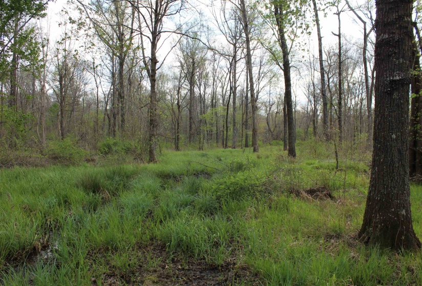 000 ESTANAULA RD, Brownsville, Tennessee 38012, ,Land,For Sale,ESTANAULA,10218565