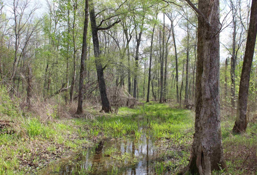 000 ESTANAULA RD, Brownsville, Tennessee 38012, ,Land,For Sale,ESTANAULA,10218565