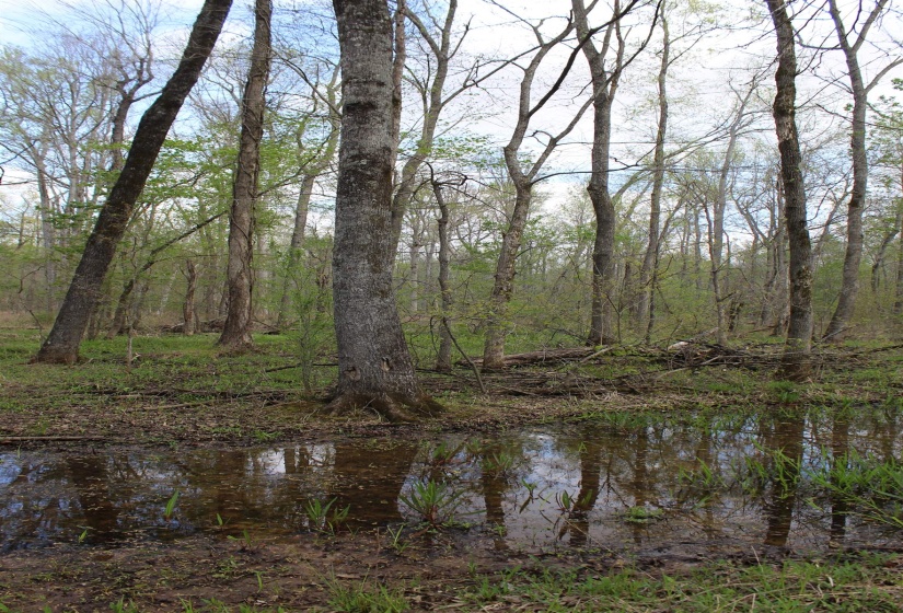 000 ESTANAULA RD, Brownsville, Tennessee 38012, ,Land,For Sale,ESTANAULA,10218565