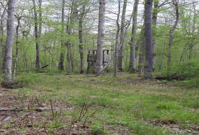 000 ESTANAULA RD, Brownsville, Tennessee 38012, ,Land,For Sale,ESTANAULA,10218565