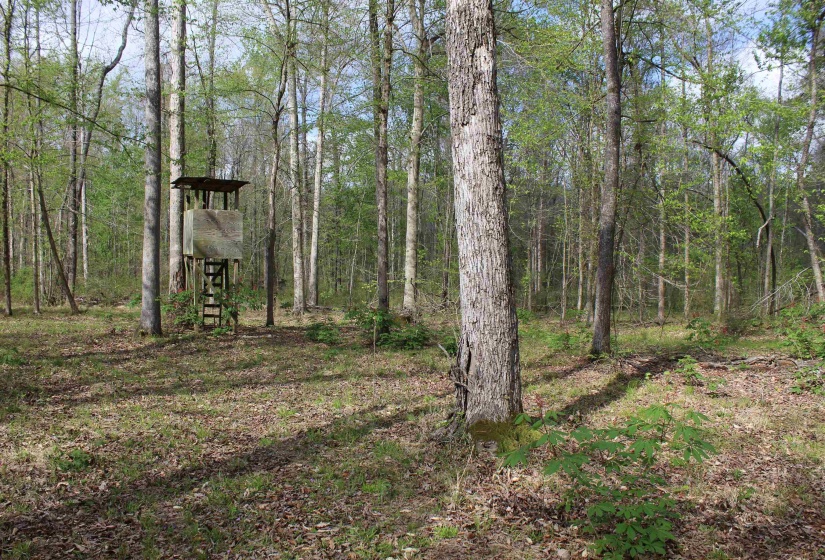 000 ESTANAULA RD, Brownsville, Tennessee 38012, ,Land,For Sale,ESTANAULA,10218565