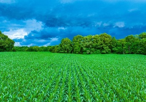 0 GEORGE BUTLER RD, Bradford, Tennessee 38316, ,Land,For Sale,GEORGE BUTLER,10218686 0 GEORGE BUTLER RD, Bradford, Tennessee 38316, ,Land,For Sale,GEORGE BUTLER,10218686