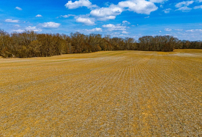 0 GEORGE BUTLER RD, Bradford, Tennessee 38316, ,Land,For Sale,GEORGE BUTLER,10218686
