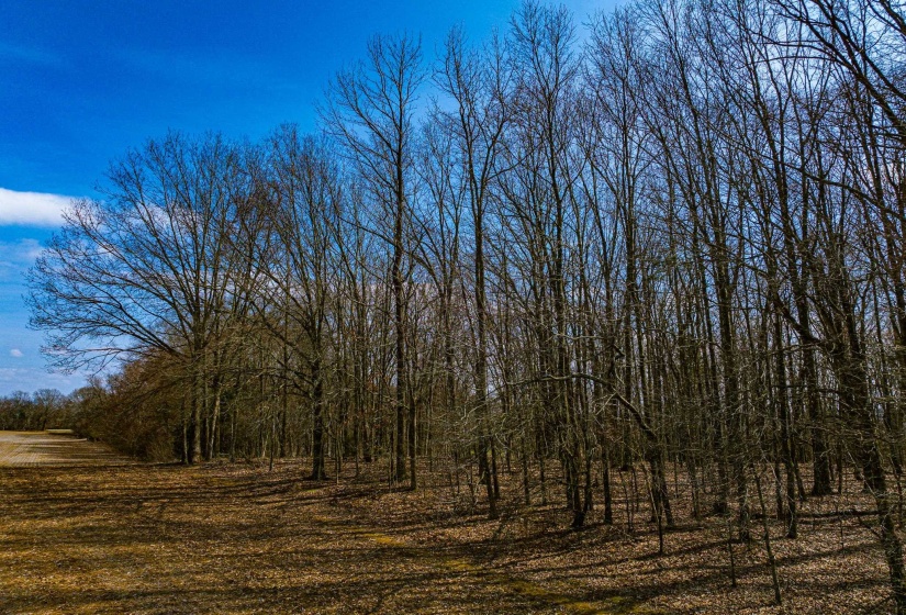 0 GEORGE BUTLER RD, Bradford, Tennessee 38316, ,Land,For Sale,GEORGE BUTLER,10218686