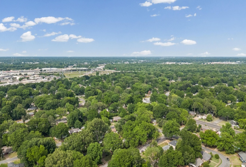 Expansive green canopy defining a suburban landscape with residential architecture