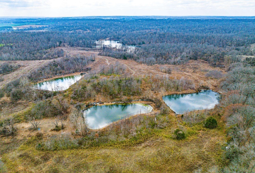 Bird's eye view of a forest and a nearby body of water