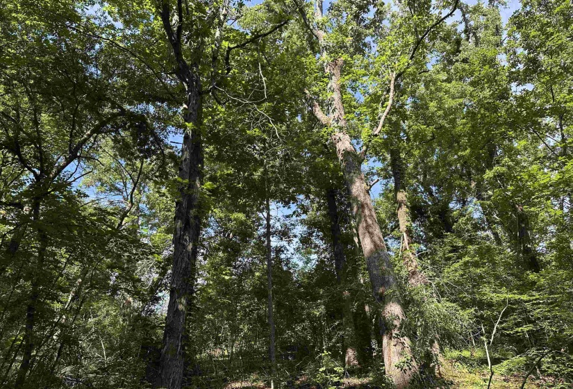 Mature wooded lot with established trees and dense foliage