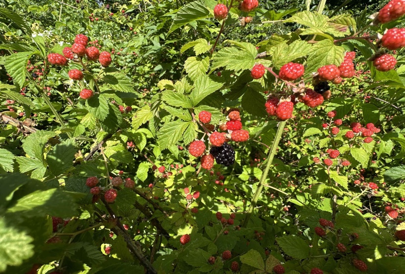 Lush berry bushes featuring an abundance of red and dark berries