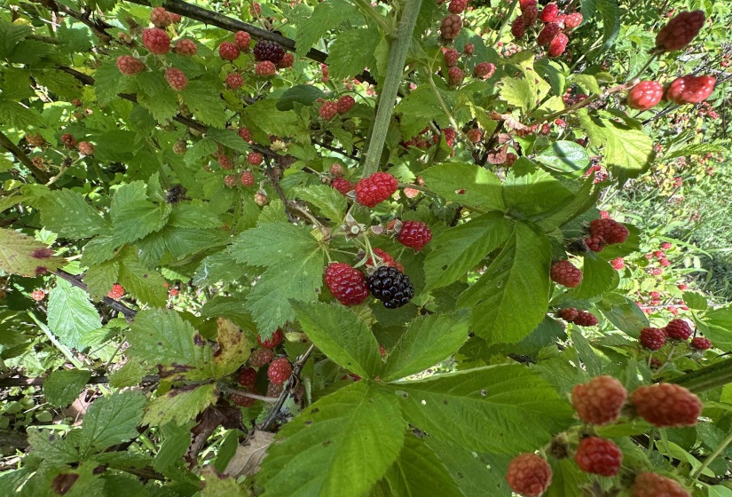 Berry bushes featuring ripening fruit