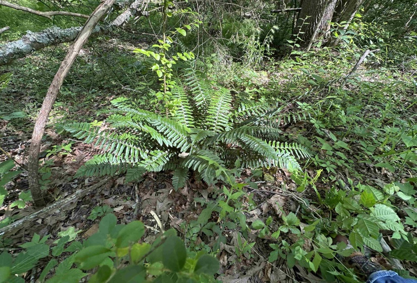 Lush ground cover featuring mature ferns and varied foliage