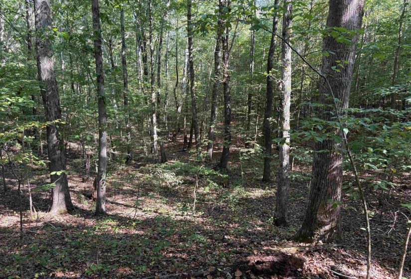 View of woods