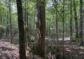 0 COUNTY RD 227 RD, Tiplersville, Mississippi 38674, ,Land,For Sale,COUNTY RD 227,10206028