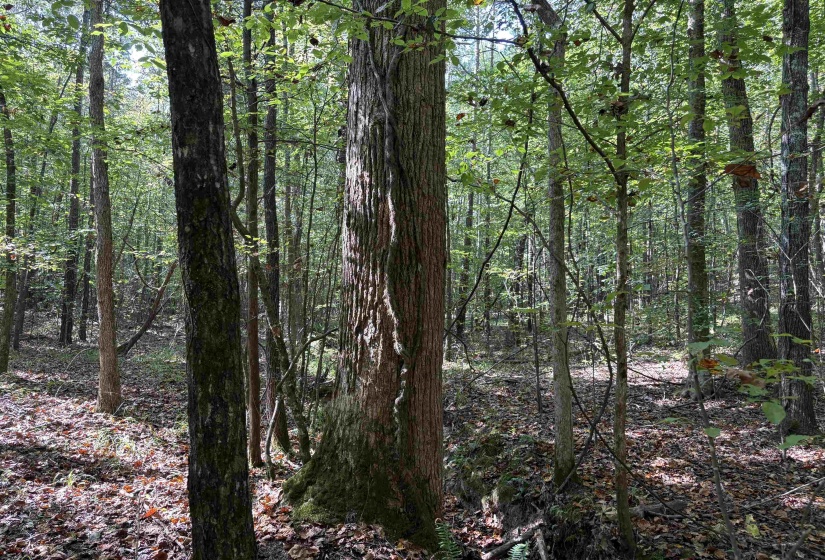 View of woods