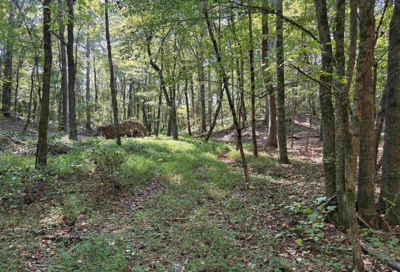 View of woods