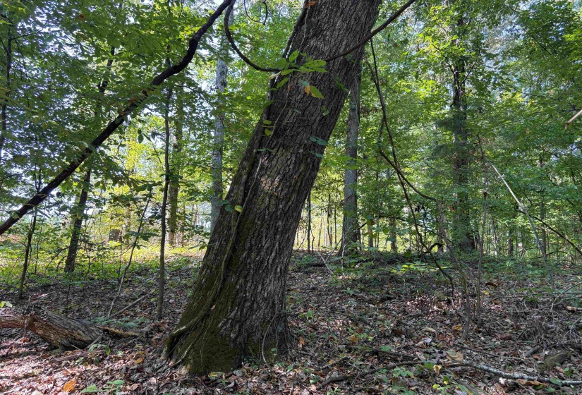 View of wooded area